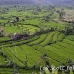 rice_tal_h_0087_bal4341.jpg